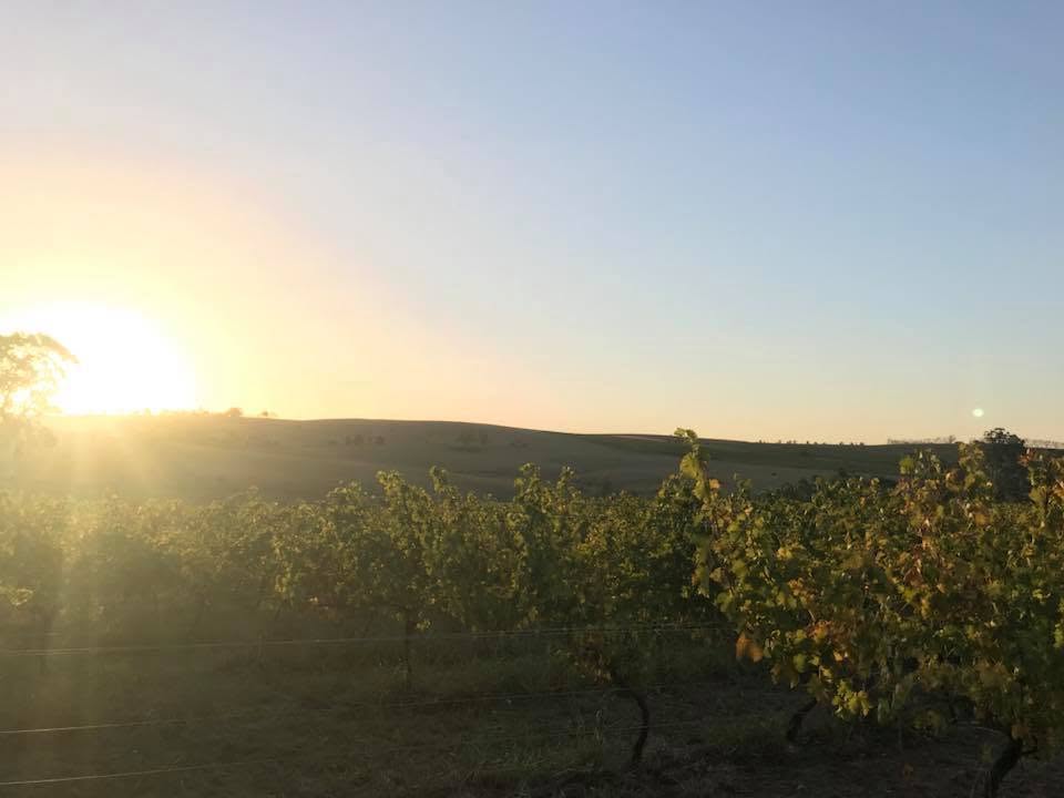 Sun setting over vineyard rows in Orange, New South Wales