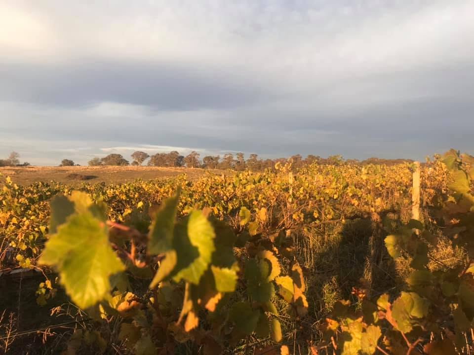 Autumn vineyard landscape in the Orange wine region