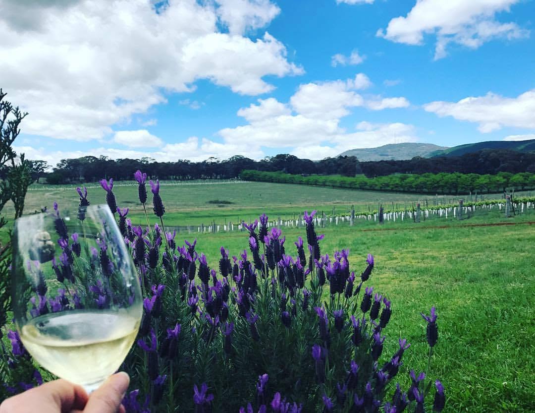 Glass of white wine overlooking vineyard country near Orange