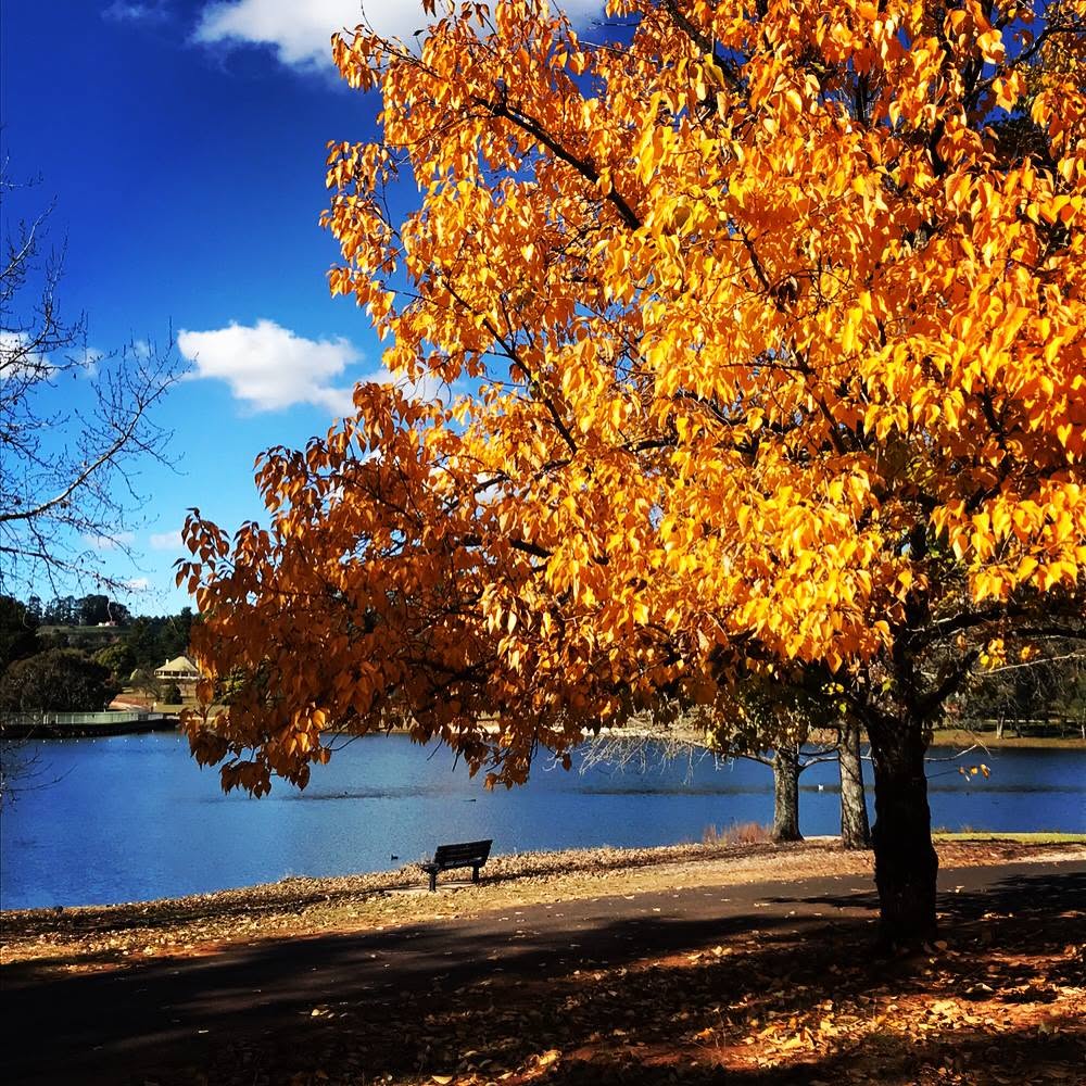 Golden autumn leaves beside Lake Canobolas in Orange